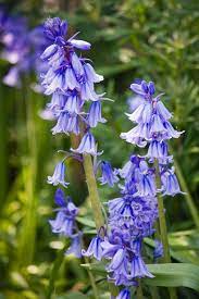 Bluebell Flowers Free Stock Photo Bluebells Wonderful Flowers English Bluebells