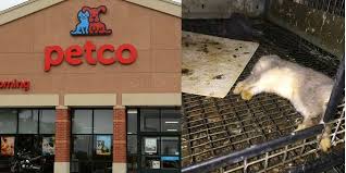 Monthly & initial costs ­­ instagram: This Is Where Petco And Petsmart Get Their Animals The Dodo