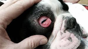 Cherry eye happens when the gland of the inner eyelid protrudes and becomes visible as a mound of blood and tissue. Prolapsed Third Eyelid Dog Surgery Cherry Eye Surgery Cost Seah