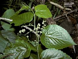 Image result for Gouania