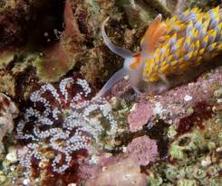 Image result for Bergia salaria