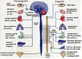 Jun 29, 2021 · sistem saraf juga bertanggung jawab sebagai sistem persepsi, perilaku dan daya ingat, serta merangsang pergerakan tubuh (farley et al.,2014).kemampuan untuk dapat memahami, mempelajari, dan merespon suatu rangsangan merupakan hasil kerja terintegrasi sistem persarafan yang mencapai puncaknya dalam bentuk kepribadian dan tingkah laku individu (batticaca, 2008). Sistem Saraf Pada Manusia Pengertian Bagian Fungsinya
