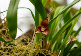 Incredible Orchids Have Flowers Shaped ...