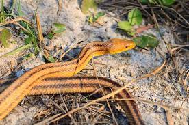 Facts About The Yellow Rat Snake That Ll Leave You Flabbergasted Animal Sake