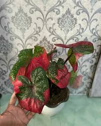 Maybe you would like to learn more about one of these? Tanaman Keladi Caladium Baret Merah Keladi Patah Hati Keladi Army Merah Lazada Indonesia