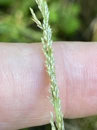 Image result for Sporobolus coromandelianus