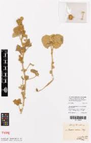 Image result for Pavonia senegalensis