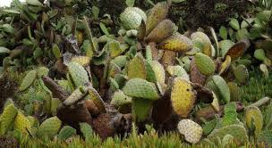 Both parts of the nopal cactus — the green nopales pads and pink prickly pear fruits — are edible, and both offer a ton of great nutrients. The Sub Commander And The Cactus Myth Debunked Edhat