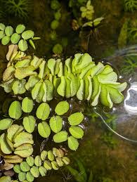 Image result for Salvinia hastata