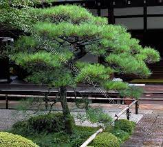 Japanese Black Pine Japanese Landscaping Plants Small Japanese Garden Japanese Landscaping Japanese Garden Design