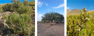 Image result for Oreophyton