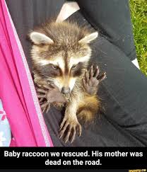 Baby Raccoon We Rescued His Mother Was Dead On The Road Baby Raccoon We Rescued His Mother Was Dead On The Road Ifunny Baby Raccoon Cute Animals Cute Memes