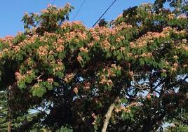 Pink flowering dogwood is the smaller more upright form of dogwood displaying large pink flowers before leafing out in early spring followed by small red fruit in early fall. Good Trees For Urban Gardens Mimosa Tree A Pink Gift In The Summer My Edmonds News