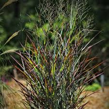 Image result for Panicum monticola