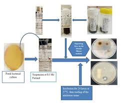 Image result for Spermacoce ocymoides