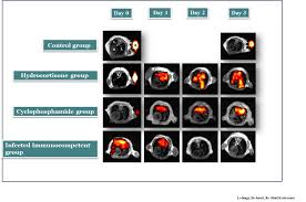 Guinea pig igg (h+l) (alexa fluor™ 546). Poster Walks Pw Pl 02 Award Plenary Session Af Awarding And Farewell Ps 17 Brain Structure Function And Networks Ind 02 Bruker Industry Session Ps 04 Cardiovascular Imaging Sg 01 Cardiovascular Imaging Coffee Break