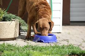 Maybe you would like to learn more about one of these? Should I Buy Wet Or Dry Dog Food For My Dog Hill S Pet Nz