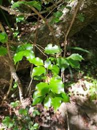 Image result for Cryptocarya woodii