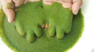 Image result for Wolffia