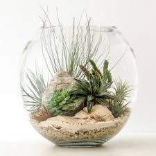 Hpt Terrarium Fishbowl Classic Desert Xl 1000px 7399 Air Plants Decor Succulent Terrarium Air Plant Terrarium