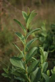Image result for Cissus cornifolia