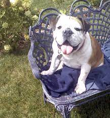 Divine Theatre Craigslist Tallulah Peace Tallulah Theatre French Bulldog