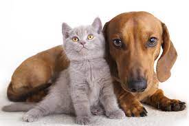 Qui trovi tanti video per divertirti ed emozionarti insieme ai nostri adorati amici a quattro zampe! Video Come Cane E Gatto Cioe Migliori Amici