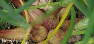 Shallots are members of the onion family and taste great. Plan For A Bumper Yield Of Shallots