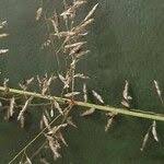 Image result for Eragrostis cylindriflora