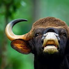 The Rut Bos Gaurus We Are At The Onset Of The Rutting Season In The Jungles Of Kabini Where The Rutting Calls Of T Animal Movement Animal Planet Animals