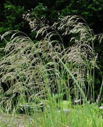 Хороший корм для северных оленей, глухарей, куропаток. Deschampsia Flexuosa Wavy Hairgrass From North Creek Nurseries Plants Shade Plants Cheap Plants
