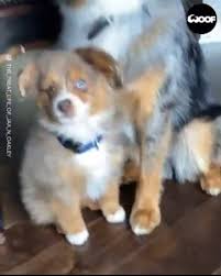 We would like to take in small breed dogs including pregnant dogs and dogs with newborn pups. Happy Tails Pet Products Home Facebook