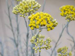 Helichrysum Curry Care Learn About Growing An Ornamental Curry Plant