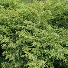 Image result for Juniperus