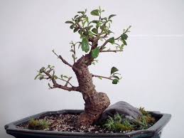 Sudowoodo Fukien Tea Bonsai
