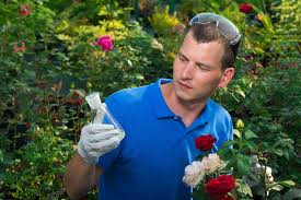 Die wichtigsten tipps wann sollte man rosen düngen? Dungemittel Fur Rosen Heimhelden
