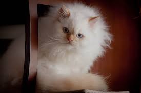 Seal point (brown on the ears, face, paws, and tail) with a body of soft tan. The Feline Photography Of Dave Russo