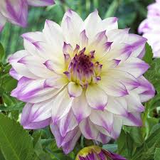 My husband and i live in miami maryellen did my wedding flowers almost 4 years ago. Pin On Gf Dreamy Dahlias