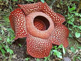 Rafflesia Arnoldii Amazing Adaptations