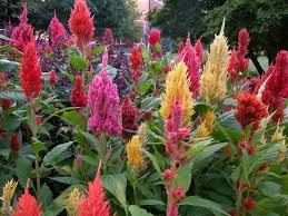 Sommerblumen Helfen Ihnen Einen Garten Voller Farben Zu Kreieren Sommerblumen Garten Pflanzen Garten
