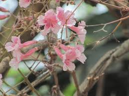 Image result for Stereospermum kunthianum