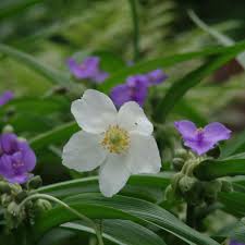 Image result for Aneilema nicholsonii