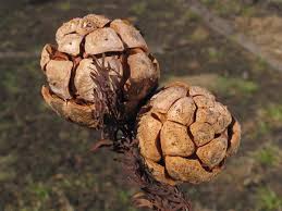 Image result for Taxodium