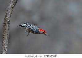 21,361 Pecker Royalty-Free Images, Stock Photos & Pictures | Shutterstock