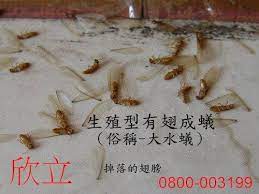 天貓 淘寶 盒馬 阿里健康 1688.com 零售通 全球速賣通 lazada集團 考拉海購 阿里巴巴國際站 餓了麼 口碑 飛豬 優酷 阿里影業 大麥 高德地圖 釘釘 菜鳥網絡 阿里媽媽. å¥½å¤šç™½èŸ» å¤§æ°´èŸ» å¤§æ°´èžžèŸ» ç™½èžžèŸ» æ¬£åŠ›å°ˆæ¥­é™¤èŸ²æ¶ˆæ¯'å°ˆå®¶ Udnéƒ¨è½æ ¼