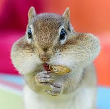 You can use essential oils to scare them off. 7 Ways To Keep Chipmunks Away From Bird Feeders 2021 Bird Watching Hq