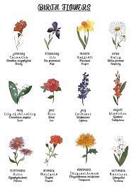 Birth Flower Poster 12 Months Florence And Flora Birth Flower Tattoos Birth Flowers Larkspur Flower Tattoos
