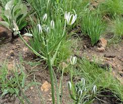 Image result for Albuca setosa