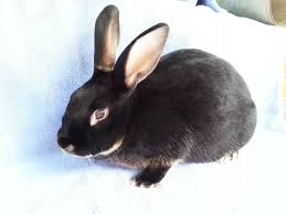 Birds For Sale In Florida Craigslist Satin Otters Black And Chocolate Rabbit Windermere Florida Otters Chocolate Rabbit Rabbit