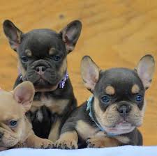 The blue health concern when breeding french bulldogs. Why Are Frenchies So Expensive French Bulldog Breed